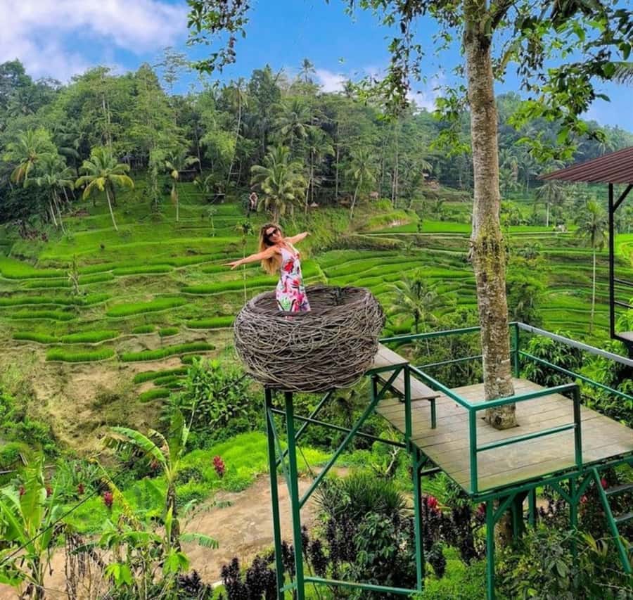 Bali: Top Highlights Private Full-Day Tour from Hotel - Why this private Ubud day works well