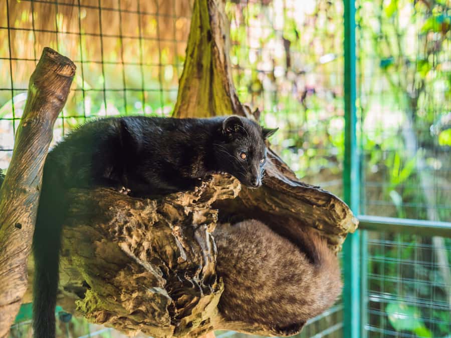 Bali: Ubud Adventure, ATV, Monkey Forest& Waterfall Tour - What the $73 price does and does not buy