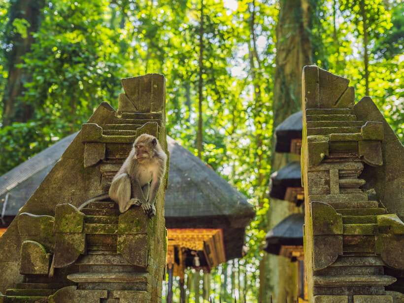 Bali: Ubud Adventure, Swing, Monkey Forest & Waterfall Tour. - Why this private Ubud day works well
