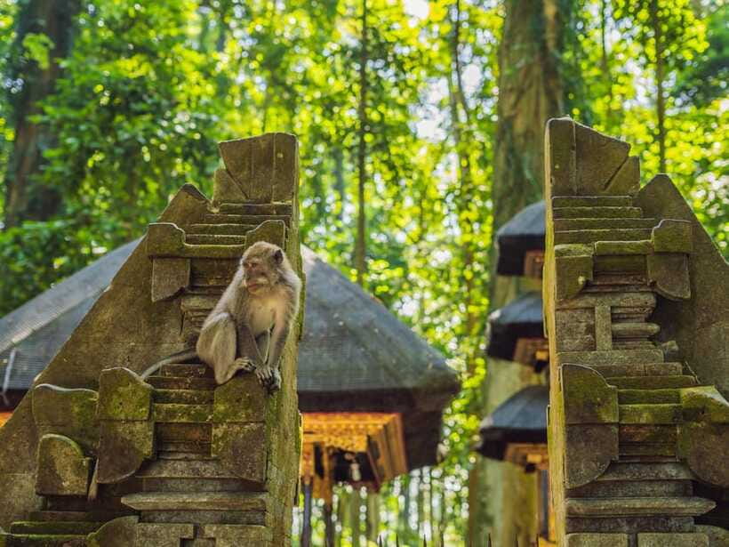 Bali: Ubud Adventure, Swing, Monkey Forest & Waterfall Tour. - Balinese coffee at a local plantation
