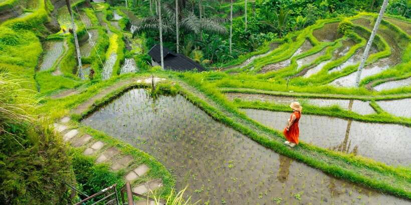Bali: Ubud and Kintamani Viewpoint Opt. Swing & Buffet Lunch - Kintamani, volcanic views, and lunch with a choice