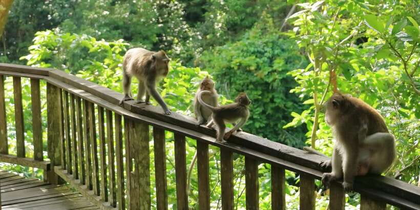 Bali: Ubud and Kintamani Viewpoint Opt. Swing & Buffet Lunch - Tegallalang Rice Terrace and the optional jungle swing