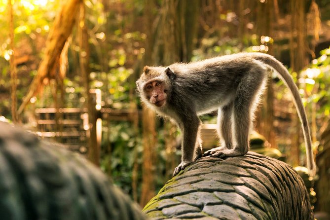 Bali Ubud and Volcano Day Tours - Where the Ubud Art Market Fits