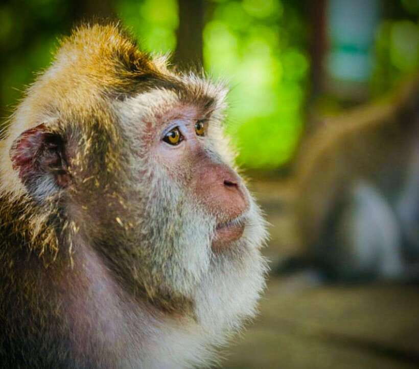 Bali: Ubud Monkey Forest, Coffee Plantation, and Market Tour - Satria Agrowisata and the Coffee Tasting
