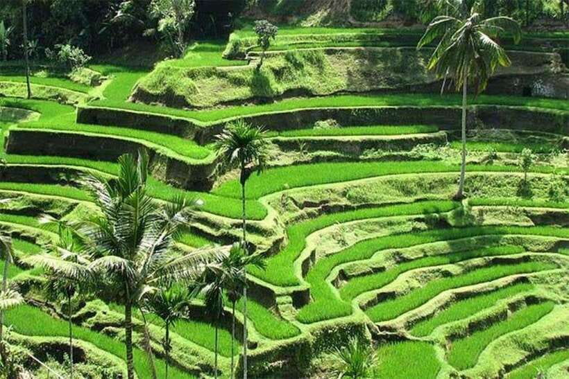 Bali: Ubud Monkey Forest, Waterfall, and Rice Terrace Tour - Key points to know before booking