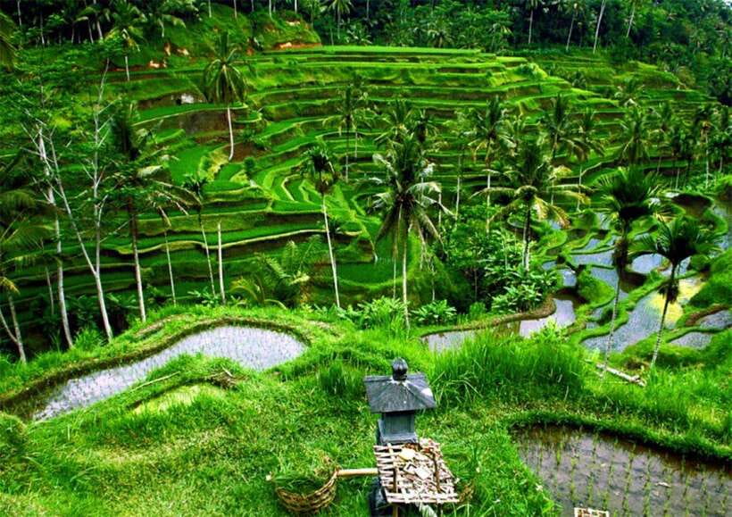 Bali: Ubud Monkey Forest, Waterfall, and Rice Terrace Tour - What the $25 price really covers