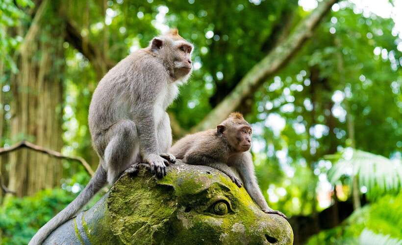 Bali: Ubud Monkey Forest, Waterfall, and Rice Terrace Tour - Who will enjoy this route most