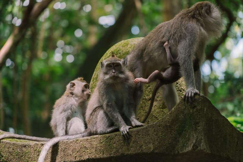 Bali: Ubud Monkey Forest, Waterfall, and Rice Terrace Tour - Sacred Monkey Forest Sanctuary, Ubud’s lively first stop
