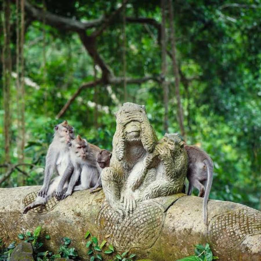 Bali ubud : monkey forest, waterfall , temple - A full day through Ubud’s best-known sights