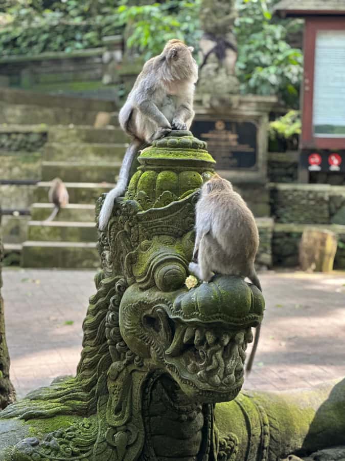 Bali ubud : monkey forest, waterfall , temple - Learning how luwak coffee is made
