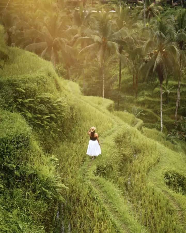 Bali ubud : monkey forest, waterfall , temple - Seeing farmers at Tegalalang Rice Terrace