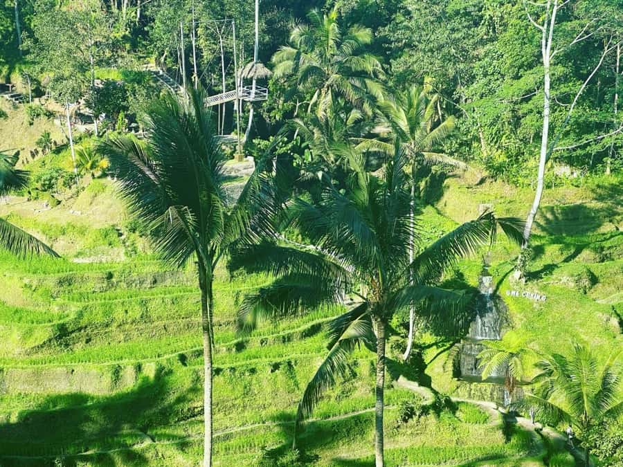 Bali ubud : monkey forest, waterfall , temple - How the driver affects your day