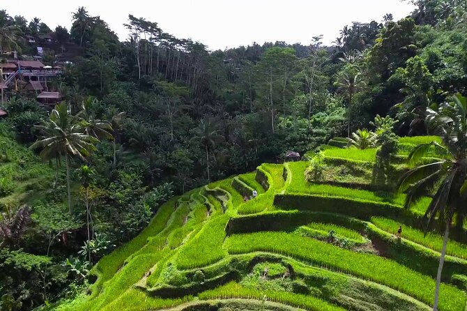 Bali Ubud Tour - Walking among macaques at the Sacred Monkey Forest