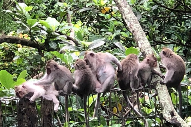 Bali Ubud Tour - Why Susila matters to the experience