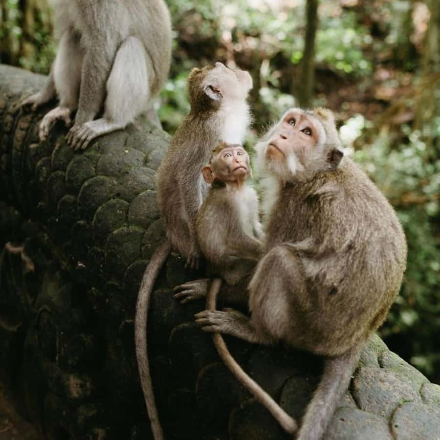 Bali Ubud Tour Best of Ubud Higlight with private Transfers - A full day built around Ubud’s essential sights