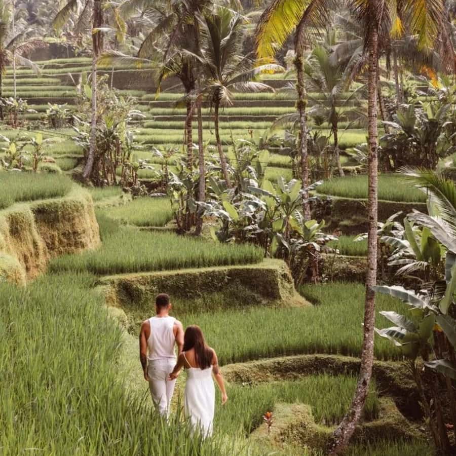 Bali Ubud Tour Best of Ubud Higlight with private Transfers - Tegalalang Rice Terrace and the Subak system