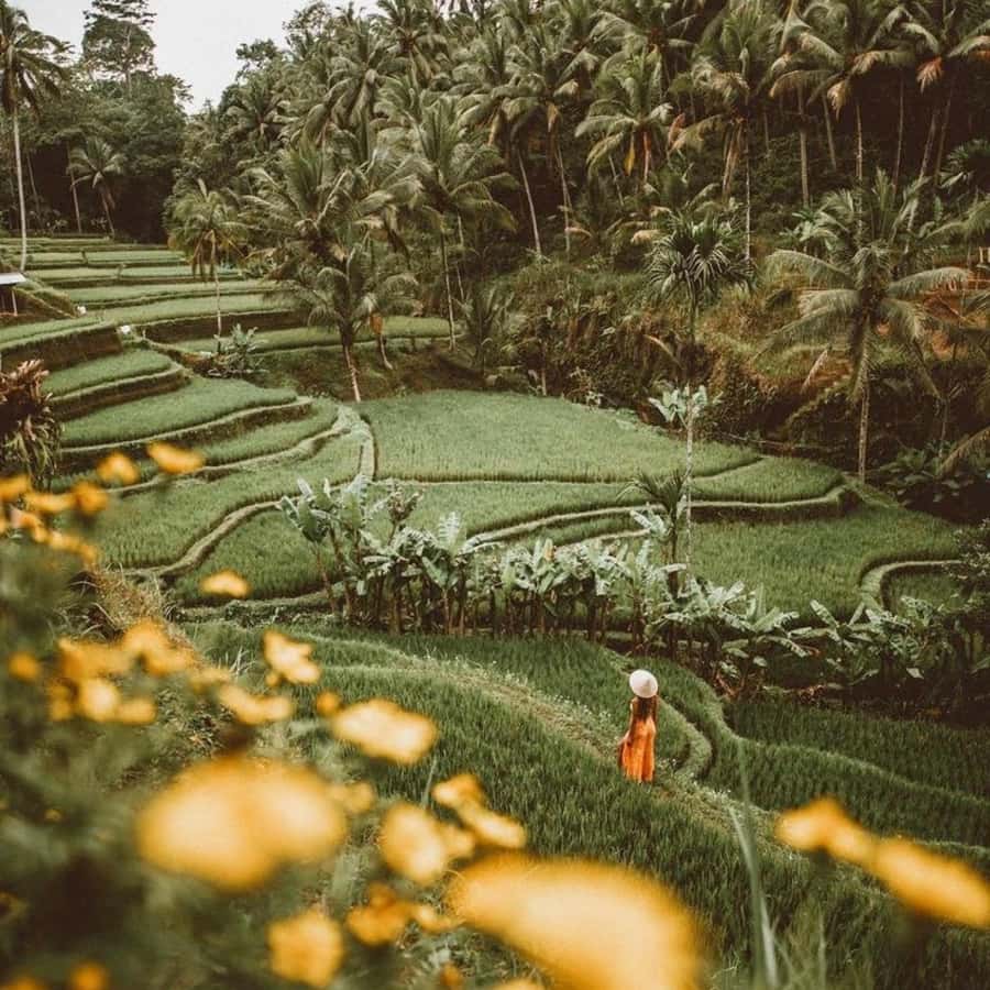 Bali Ubud Tour Best of Ubud Higlight with private Transfers - Walking with macaques in the Sacred Monkey Forest