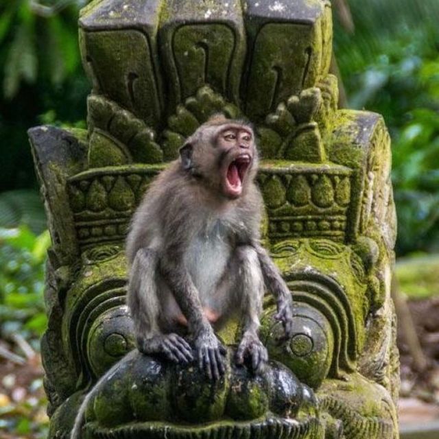 Bali Ubud Tour Best of Ubud Higlight with private Transfers - Tegenungan Waterfall and the final scenic stop