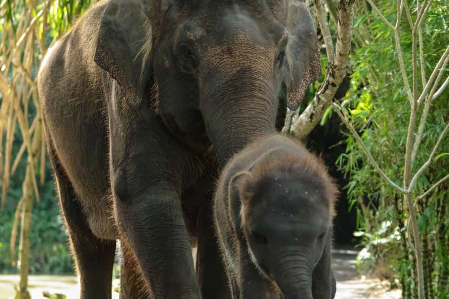 Bali Zoo: Behind Closed Doors Afternoon Safari Guided Tour - A quieter way to see Bali Zoo