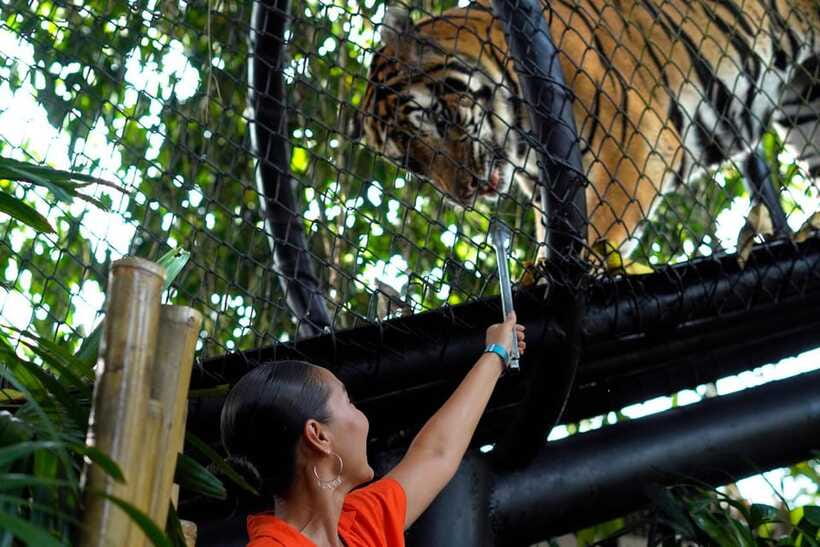 Bali Zoo: Behind Closed Doors Afternoon Safari Guided Tour - Sunset brings a different zoo experience