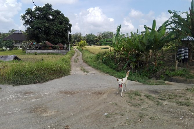 Balinese Cooking Class at Organic Farm - Key things to know before booking