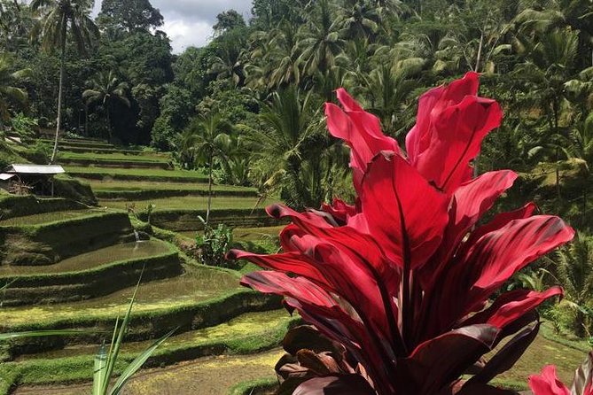 Balinese Life Style Tour - Kintamani and the Mount Batur viewpoint