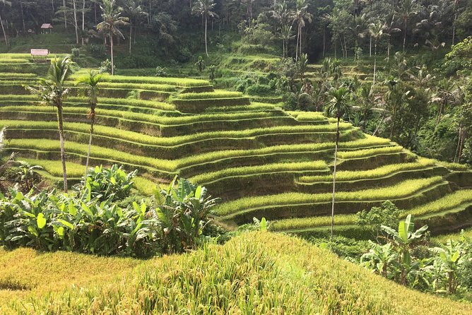 Balinese Life Style Tour - Segara Windhu Coffee Plantations: a relaxed final stop
