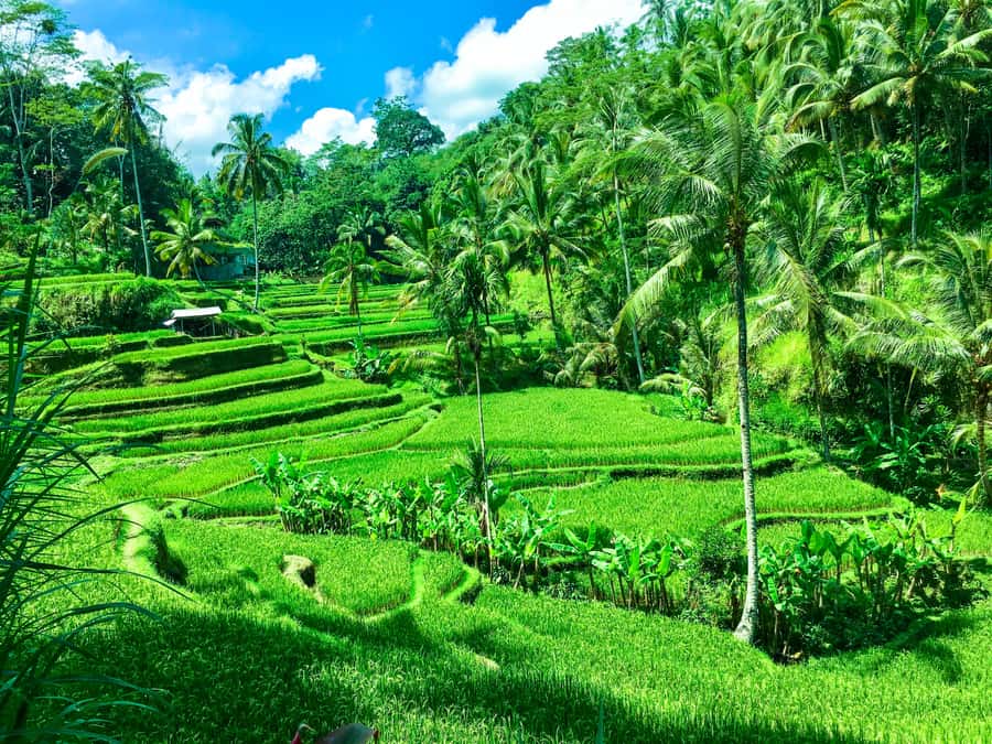 Balinese Purification Ritual and Local Healer Visit - Key points at a glance