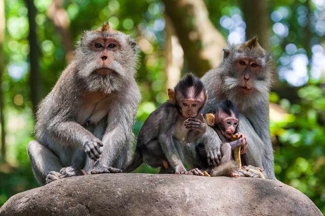 Best of Ubud 1-Day Private Tour - Sacred Monkey Forest Sanctuary