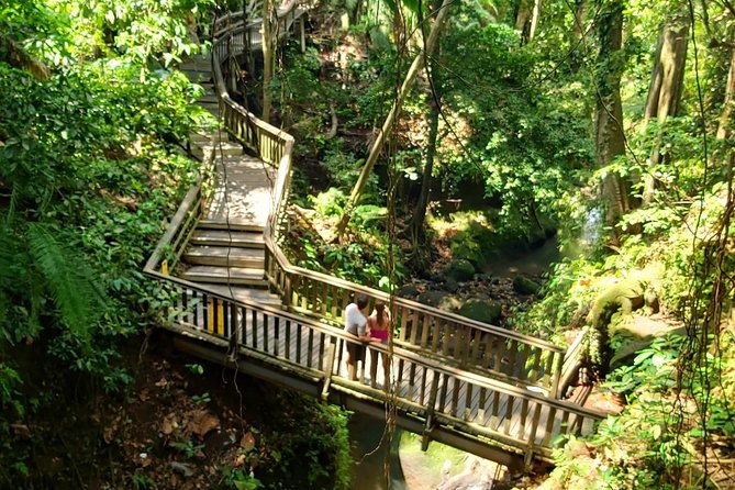Best of Ubud - Kintamani Volcano View - Private Tour - Macaques and sacred trees at Monkey Forest