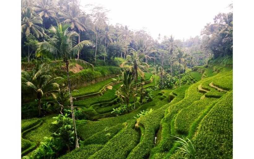 Best of Ubud - Private Guided Full-Day Tour, Ubud, Bali - Tirta Empul gives you the day’s most meaningful choice