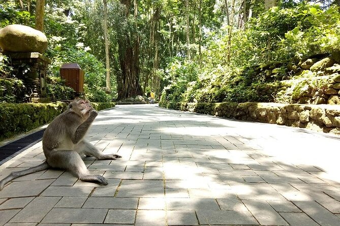 Best of Ubud Private Tour with Jungle Swing Experience - Sacred Monkey Forest Sanctuary: wildlife in a shaded setting
