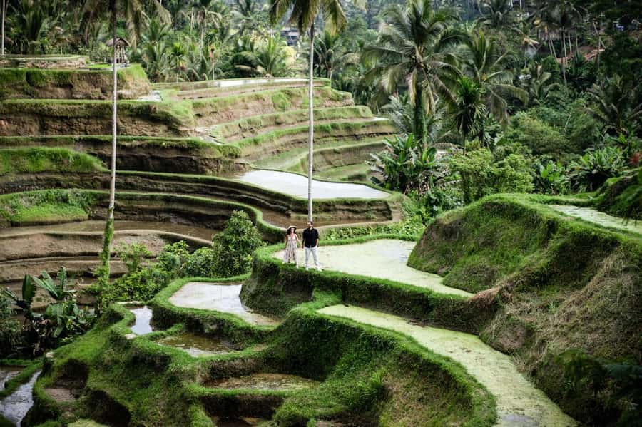Best Of Ubud Purification Rice Terrace and Waterfall - Key points at a glance