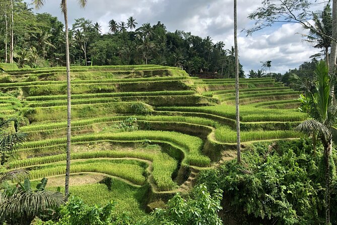 Best of Ubud Village Private Tour with Jungle Swing All Inclusive - Why this Ubud day works well
