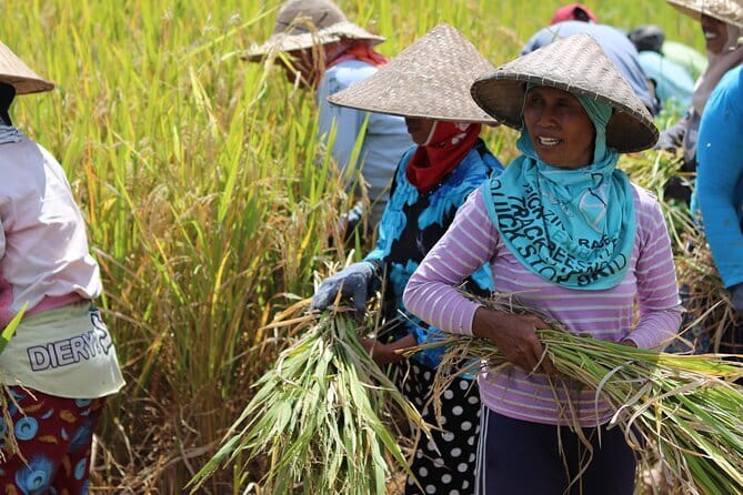Best Of Ubud Waterfalls, Rice Terrace and Jungle Swing Tour - What the $29 price really covers