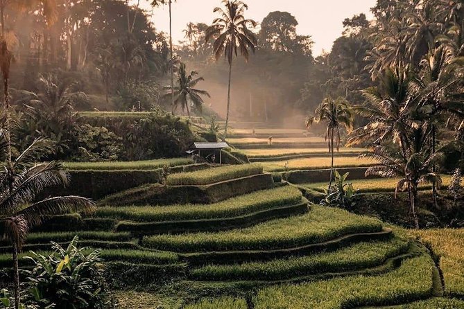 Best of Ubud Waterfalls, Tegalalang Rice Terrace and Swing Tour - A full day built around Ubud’s best photo stops