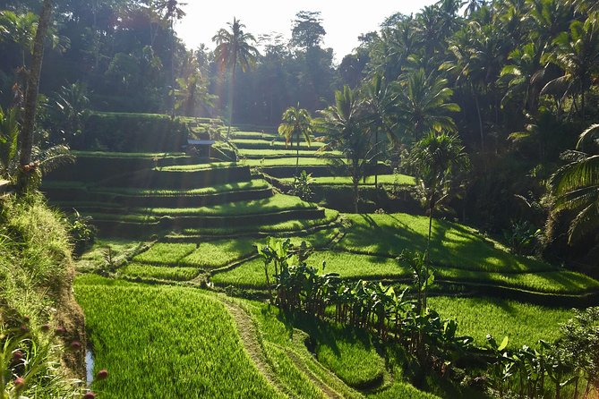 Best of Ubud Waterfalls, Tegalalang Rice Terrace and Swing Tour - Uma Pakel and the Balinese coffee stop