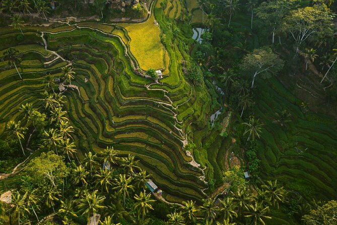 Best Ubud Highlights - Private Day Tour - Start with monkeys in the Sacred Monkey Forest