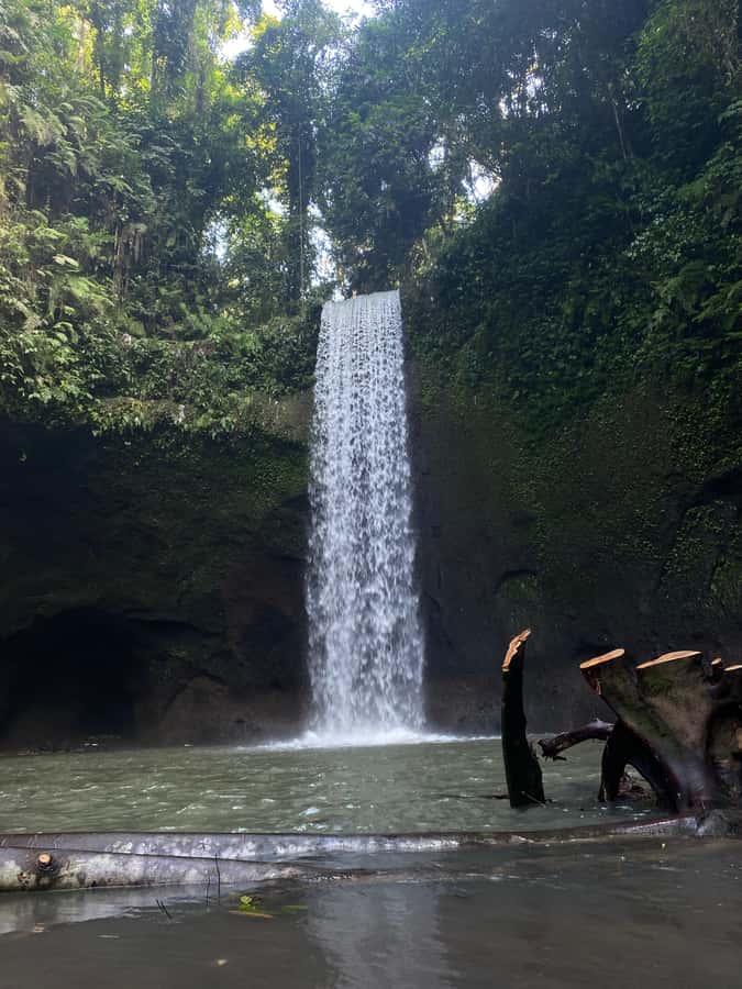 Best Watefalls, Monkey Forest, Temple and Rice terrace - Who will enjoy this Bali day most