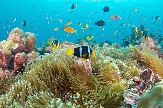 Bloo Lagoon Snorkeling East Bali Includes Transportation & Lunch - The journey from Ubud and southern Bali
