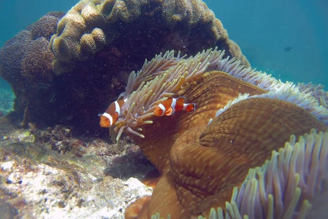 Blue Lagoon Bali Snorkeling Experience - Who should book this snorkeling day?