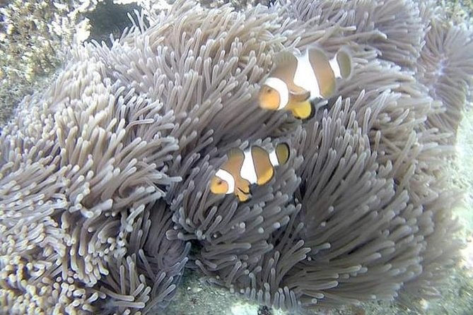 Blue Lagoon & Tanjung Jepun Snorkeling Private Tour - Blue Lagoon: A Calm First Stop for New Snorkelers