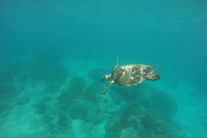 Blue Lagoon & Tanjung Jepun Snorkeling Private Tour - Lunch, Showers, and the Practical End of the Day