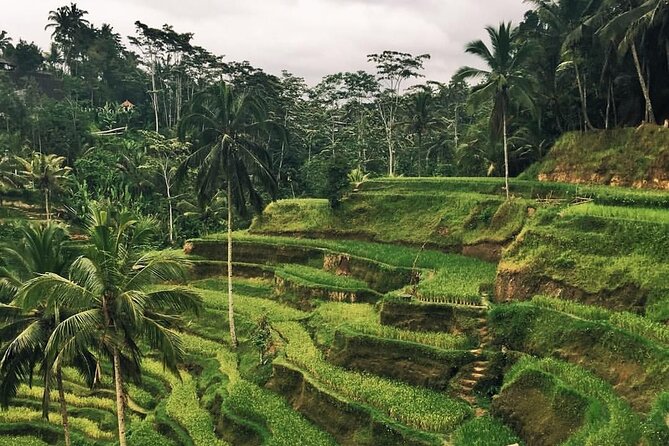 Day Tour with Sunrise and waterfall - Penglipuran and its wide bamboo forest