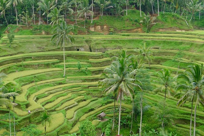 Day Tour with Sunrise and waterfall - Goa Raja Waterfall brings water and forest together