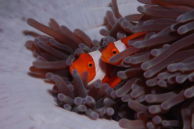 Discover Scuba Diving - What is included in the $120.94 price