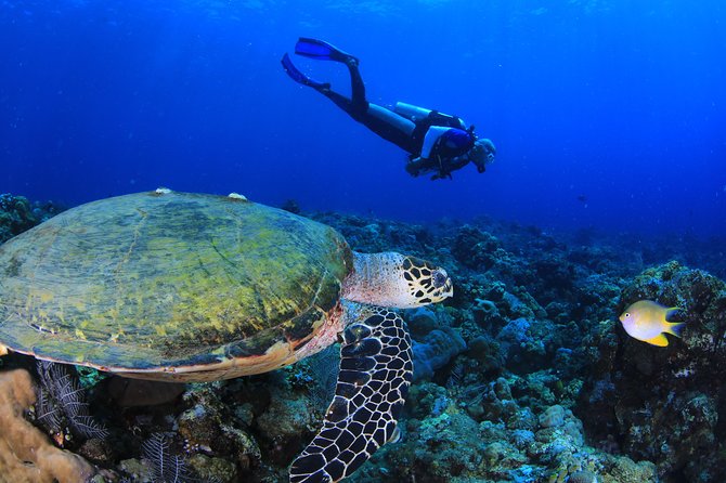 Discover Scuba Diving - Who will get the most from this outing