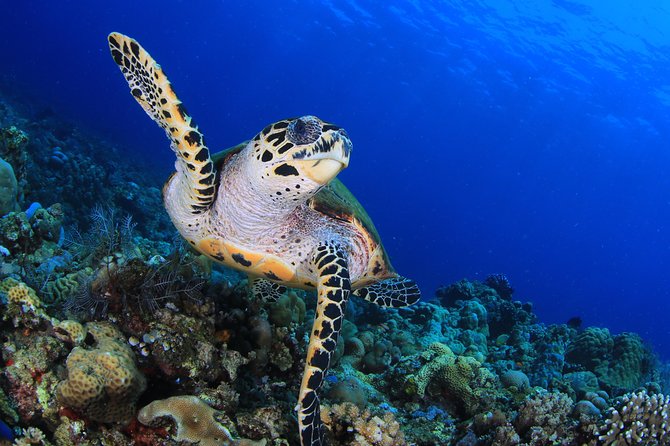 Discover Scuba Diving - Why a four-person limit matters