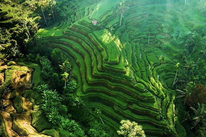 Discover Ubud: Exotism Ubud and Optional Meet the Bali Shaman - Tegalalang Rice Terrace: A Short Look at Balinese Farming