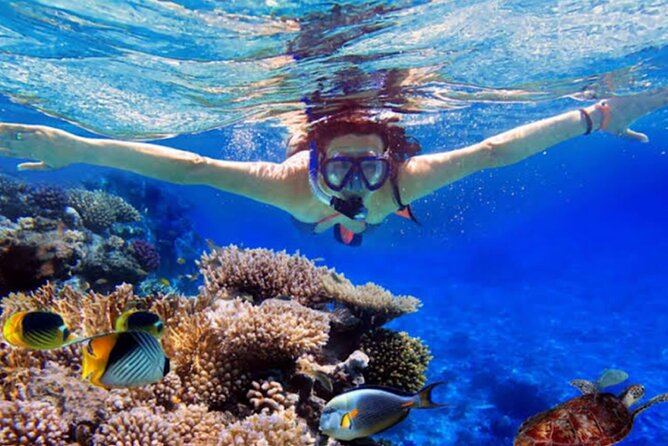 Dolphin Watching Tour, Swimming with Dolphins and Snorkeling - From Ubud to Lovina before sunrise